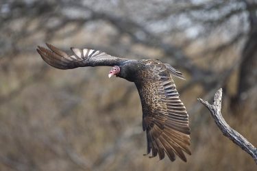 turkey vulture in flight