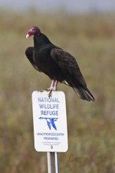 Turkey Vulture on refuge boundary sign