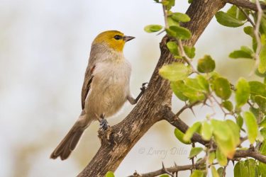 Verdin in granjeno bush, south Texas