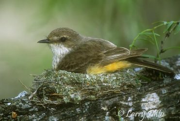 Vermilion Flycatcher on nest
