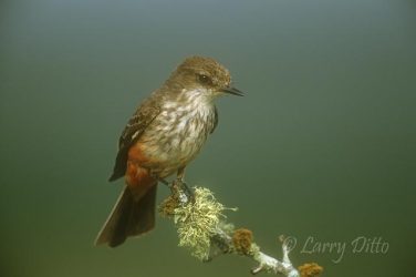 Vermilion Flycatcher, female