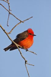 Vermilion Flycatcher, McClelland Ranch, Junction, Texas