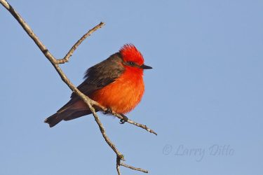 Vermilion Flycatcher, male, at Junction, Texas