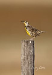 western meadowlark on post, Selman Ranch, Ok