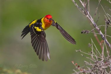 Western Tanager in flight