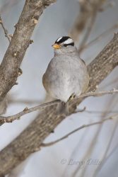 White-crowned Sparrow on winter day