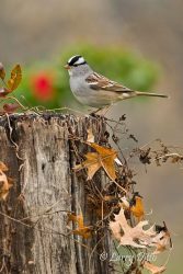 White-crowned Sparrow on stump, December, Texas