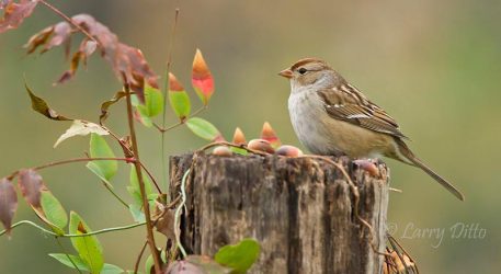 White-crowned sparrow, juvenile on a stump, Texas, winter