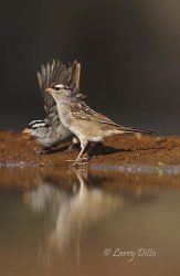 adult and juvenile White-crowned Sparrows drinking at ranch pond