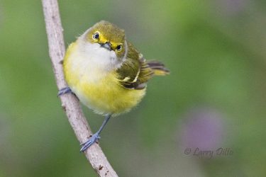 white-eyed vireo