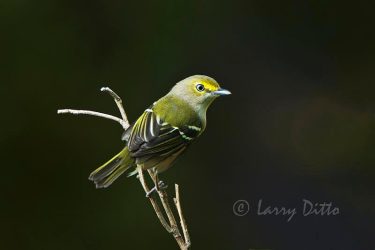 White-eyed Vireo at Ditto bird bath