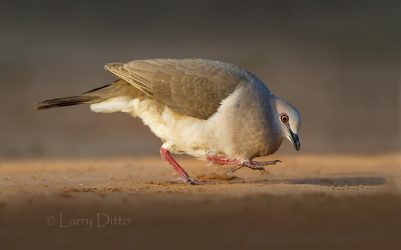 White-tipped Dove in courtship posture