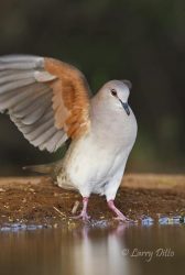 White-tipped Dove flapping wings