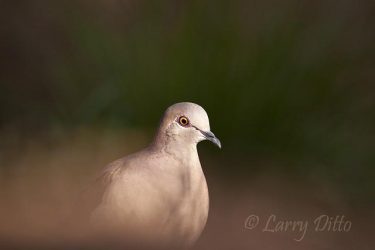 White-tipped Dove (Leptotila verreauxi) feeding in late afternoon, s. Texas