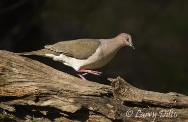 White-tipped Dove (Leptotila verreauxi) on log, south Texas, late winter