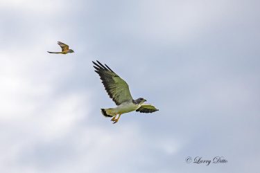 White-tailed Hawk pursued by Scissor-tailed Flycatcher