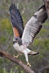 White-tailed Hawk landing