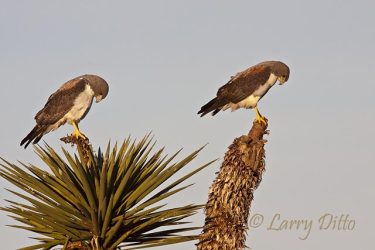 White-tailed Hawk pair on yucca, s. Texas
