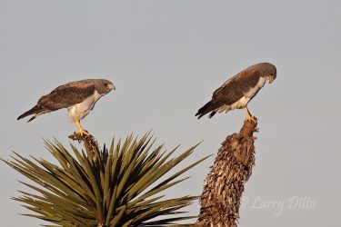 White-tailed Hawks (Buteo albicaudatus) pair perched in yucca while hunting Texas coastal prairie.