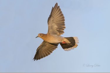 White-winged Dove in flight