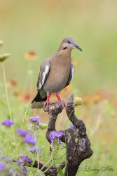 White-winged Dove (Zenaida asiatica) perched in wildflowers
