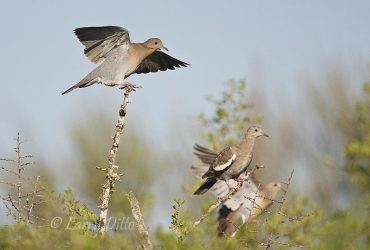 White-winged Dove (Zenaida asiatica) adult landing with young perched in brush, s. Texas