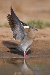 White-winged Dove flushing from pond in s. Texas