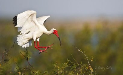 White ibis landing