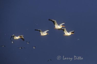White Pelicans in flight along the Gulf coast of Texas