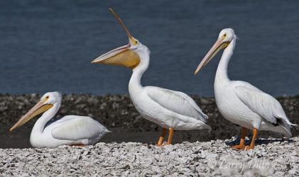 White Pelican yawning