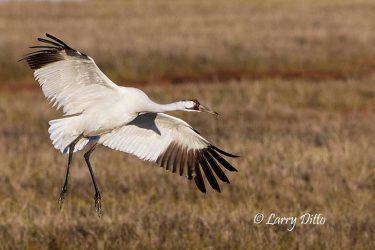 Whooping Crane landing