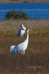 Whooping Crane pair in salt marsh