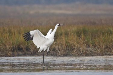 whooping crane (Grus americana) calling in a Texas coastal marsh, Aransas National Wildlife Refuge.