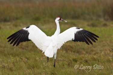 Whooping Crane (Grus americana) adult flapping wings as mate approaches, Aransas National Wildlife Refuge, winter