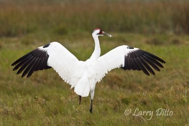 Whooping Crane (Grus americana) adult flapping wings as mate approaches, Aransas National Wildlife Refuge, winter