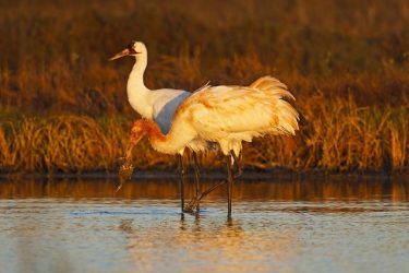 Whooping Cranes (Grus americana) adult and young (rusty) with crab caught in brackish marsh at Aransas National Wildlife Refuge, Texas