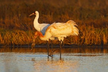 Whooping Cranes (Grus americana) adult and young (rusty) with crab caught in brackish marsh at Aransas National Wildlife Refuge, Texas