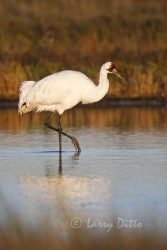 whooping crane (Grus americana) stalking blue crabs in marsh at Aransas NWR, Texas