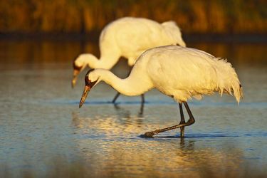 Whooping Cranes (Grus americana) pair feeding in early morning light, Aransas National Wildlife Refuge, Texas