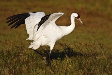 Whooping Crane (Grus americana) adult landing in salt marsh at Aransas National Wildlife Refuge, Texas, winter