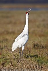 Whooping Crane (Grus americana) calling, Aransas National Wildlife Refuge, Texas