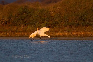 Whooping Cranes, adult and young