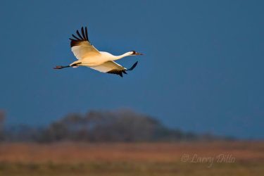 Whooping Crane in flight