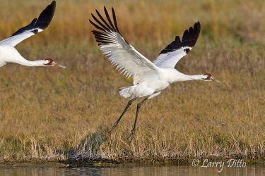 Whooping Cranes flying from marsh at Aransas NWR, Texas