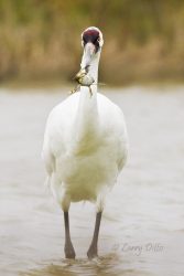 Whooping Crane with blue crab
