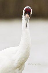 whooping crane