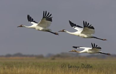 Whooping Crane, family group in flight on Texas coast