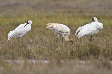 Whooping Crane family feeding in salt marsh