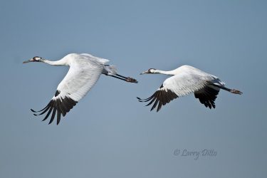 Whooping Cranes in flight