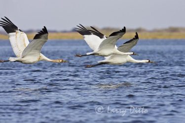 Whooping Crane (Grus americana) family in flight over Dunham Bay at Aransas NWR, Texas
